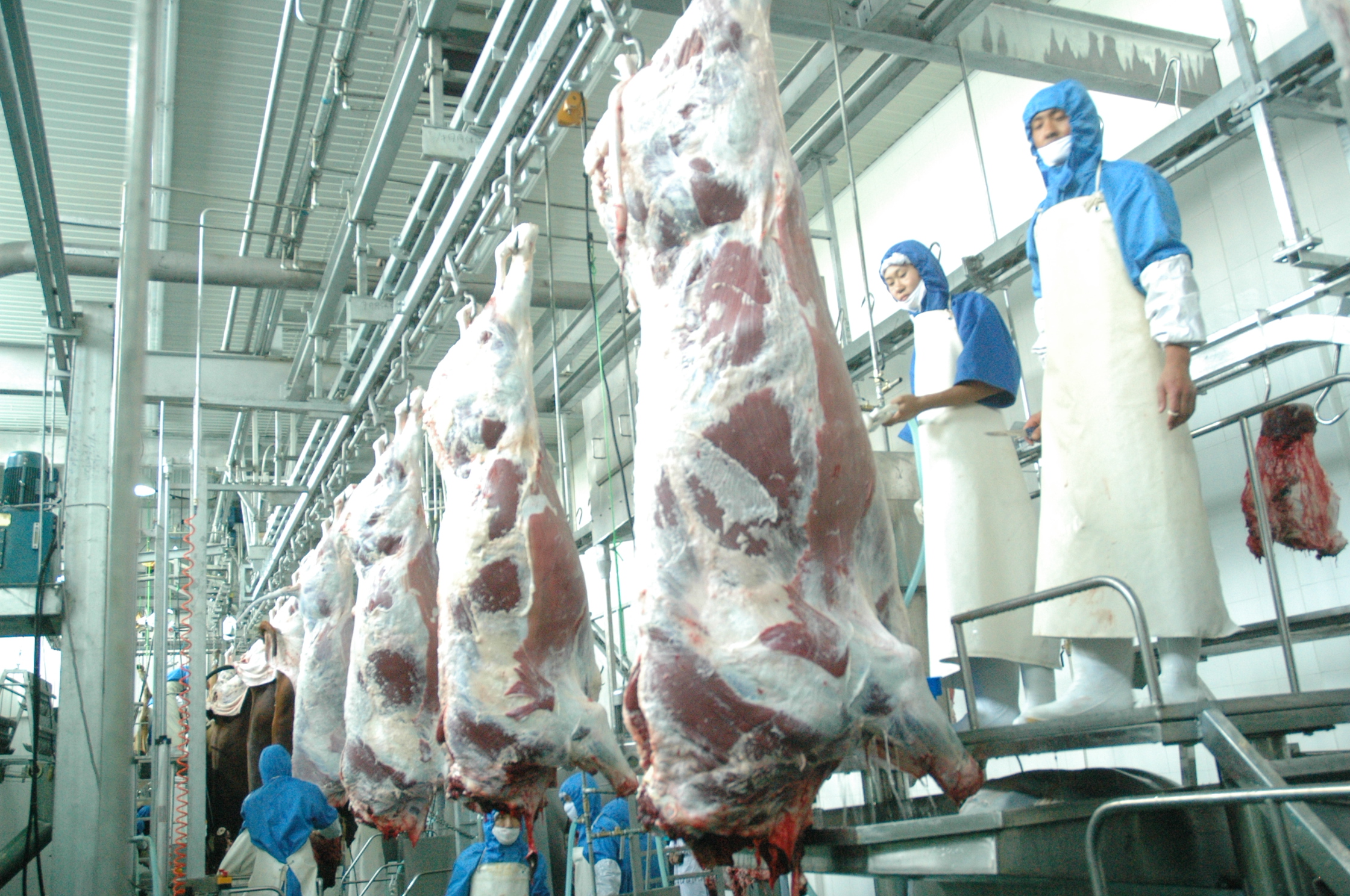 肉牛机械化定点屠宰厂的优势